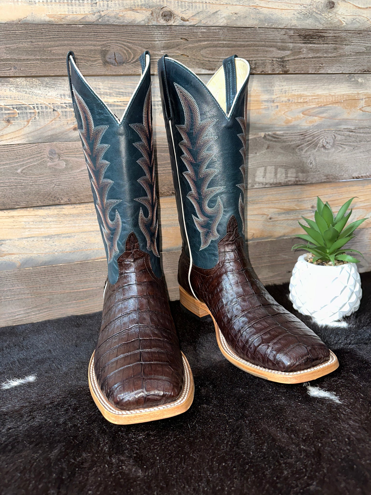 Chocolate Caiman – Roman Valley Ranch